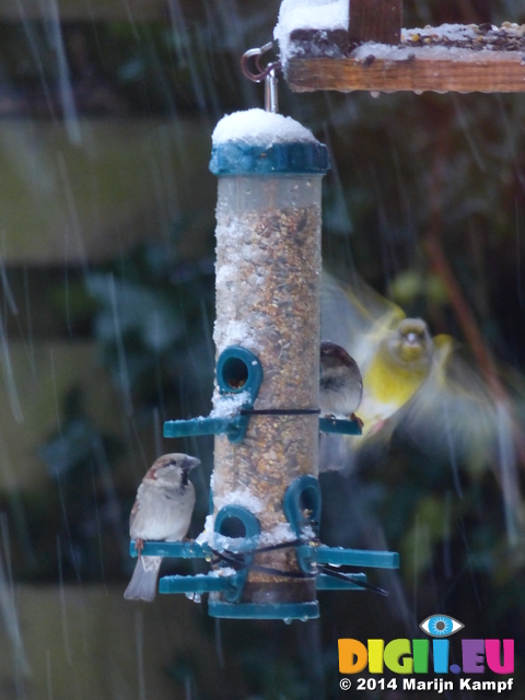 FZ011022 House Sparrows (Passer domesticus) on feeder in snow and Greenfinch (Chloris chloris)